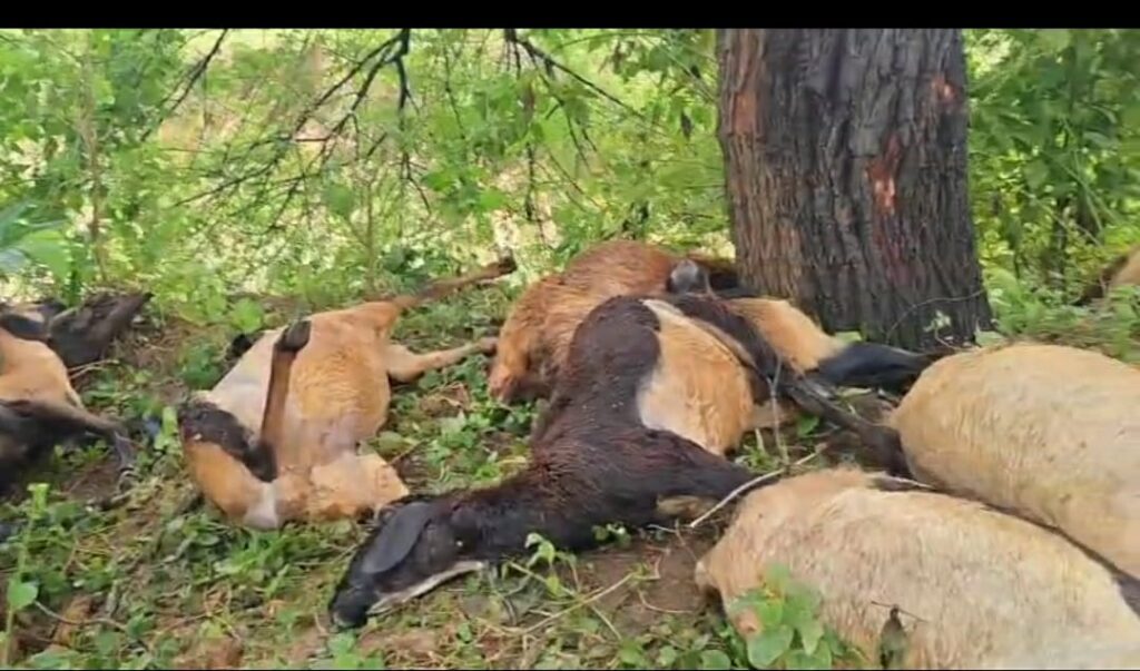 ములసాలలో పిడుగుపాటు.. 25 గొర్రెలు మృతి